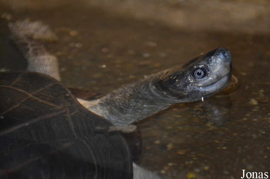 Zoo Bratislava