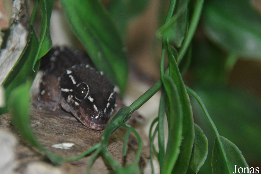 Zoo Bratislava