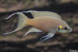 Neolamprologus brichardi