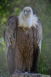 Zoo Palić