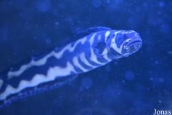 Pholidichthys leucotaenia