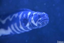Muséum-Aquarium de Nancy