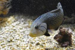Novaculichthys taeniourus