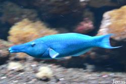 Gomphosus caeruleus