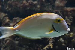 Acanthurus dussumieri