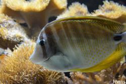 Muséum-Aquarium de Nancy