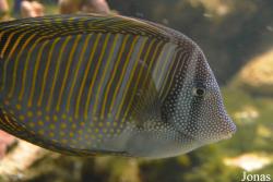 Zebrasoma desjardinii