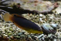 Muséum-Aquarium de Nancy