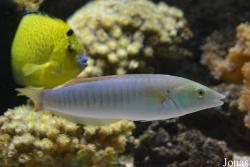 Hologymnosus doliatus