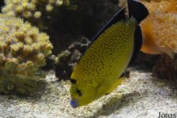 Pomacanthidae