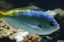 Muséum-Aquarium de Nancy