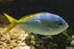 Muséum-Aquarium de Nancy