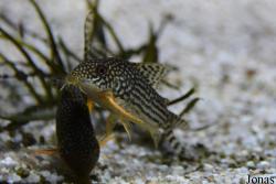 Corydoras sterbai
