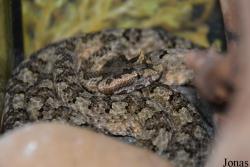 Protobothrops cornutus