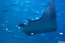 Ocean Park Hong Kong