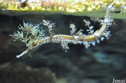 Haliichthys taeniophorus