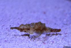 Pegasidae