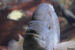 Herichthys cyanoguttatus