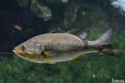 Aquarium de St-Jean-du-Gard