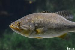 Micropterus salmoides