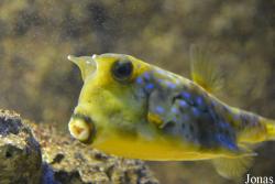 Aquarium de St-Jean-du-Gard