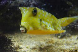 Lactoria cornuta