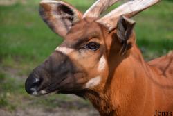 Zoo Bojnice