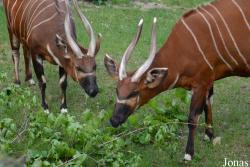 Zoo Bojnice