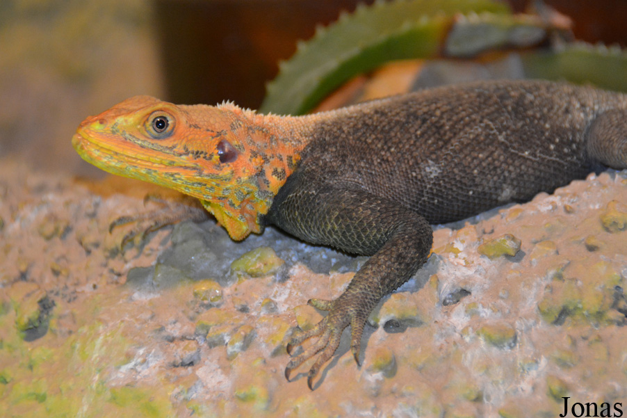 Zoo Bojnice