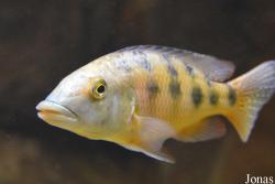 Fossorochromis rostratus