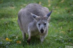 Opel-Zoo