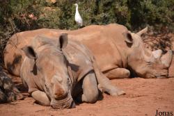 Jardin Zoologique de Rabat