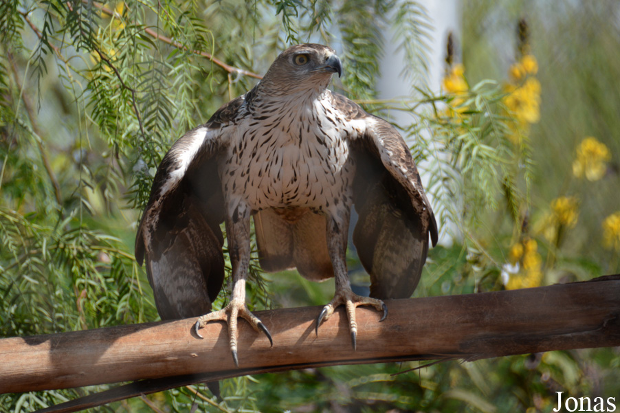 Jardin Zoologique de Rabat