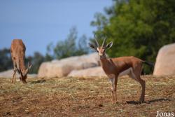 Jardin Zoologique de Rabat