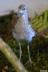 Vogelschau Ornika