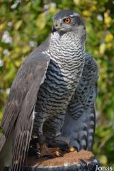 Vogelschau Ornika