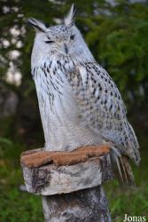 Vogelschau Ornika