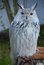 Vogelschau Ornika