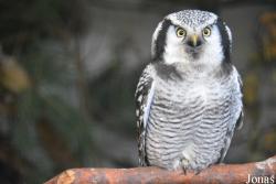 Vogelschau Ornika