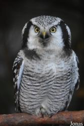 Vogelschau Ornika
