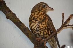 Turdus viscivorus