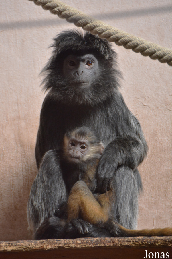 Budapest Zoo