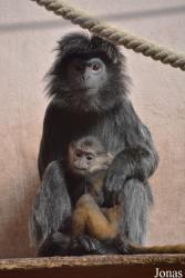 Budapest Zoo