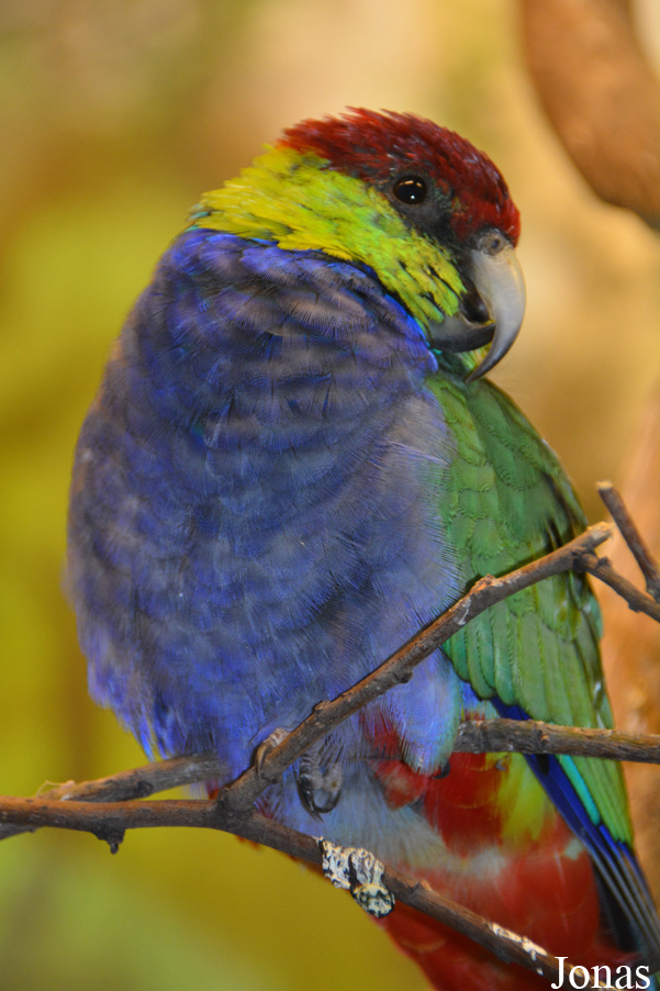 Budapest Zoo
