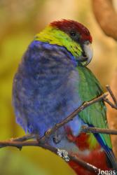Purpureicephalus spurius