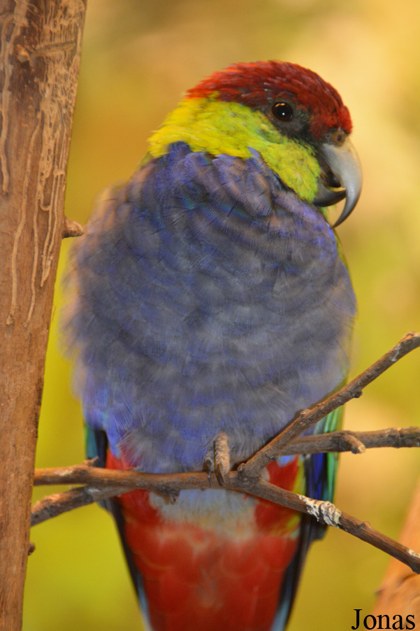 Budapest Zoo