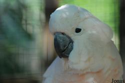Cacatua moluccensis