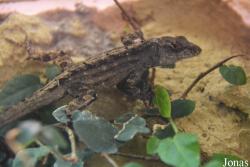 Anolis marmoratus girafus