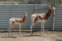 Parque de Rescate de Fauna Sahariana