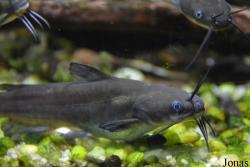 Ameiurus nebulosus